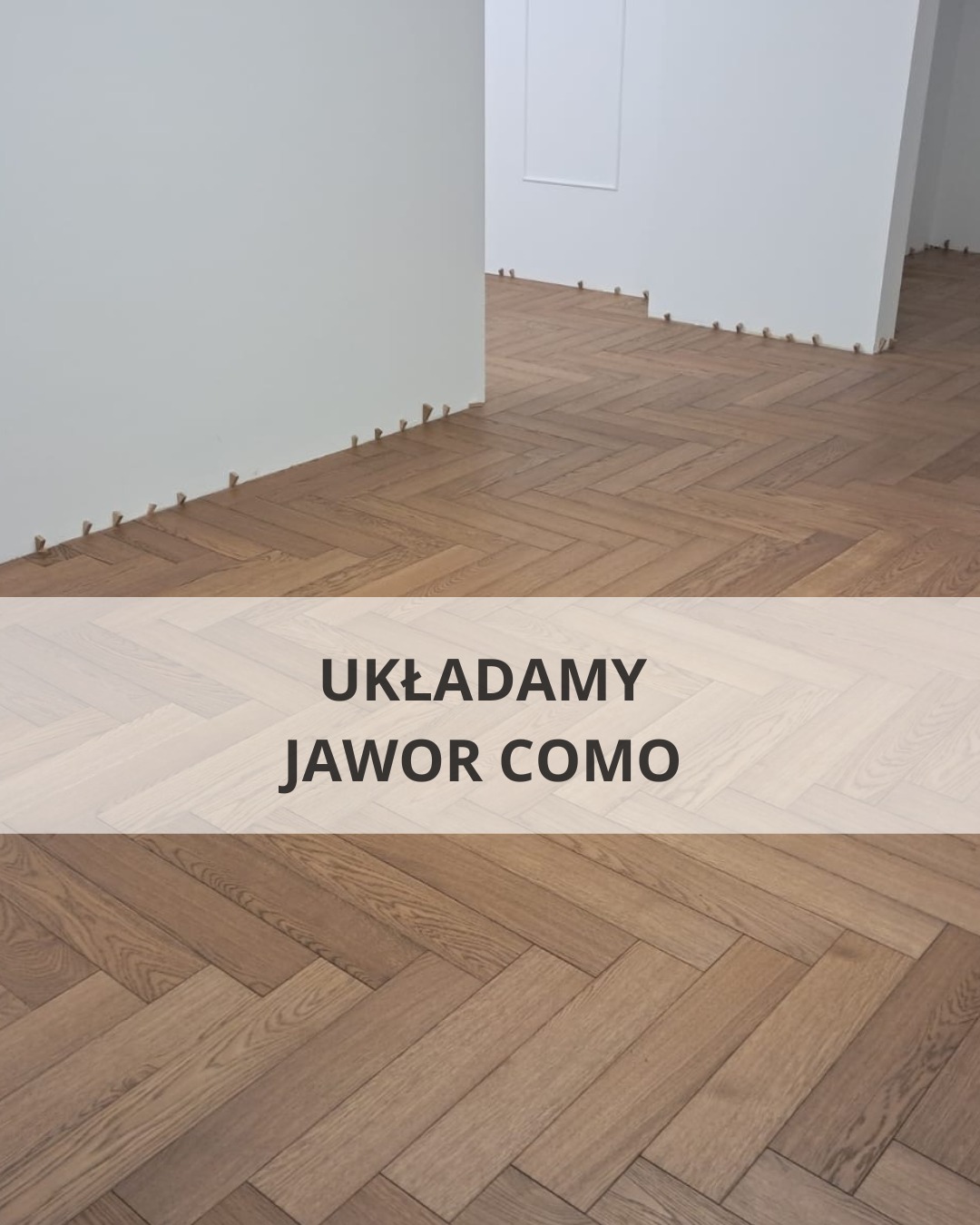 jawor parkiet como